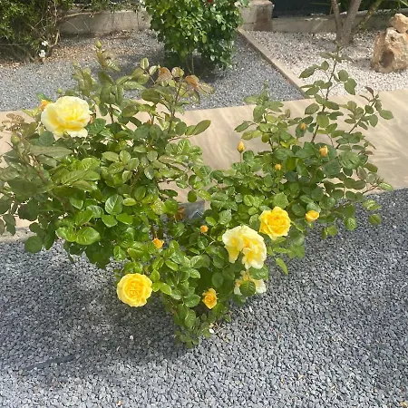 빌라 Moderne Avec Piscine Privee Pres De La 프롱티냥